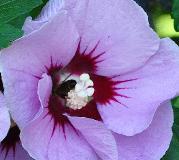 Hibiscus syriacus 'Pink Giant' arbuste mellifère