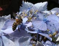 HoningbijopHYdrangeaserrataBlueDecklebijenplant