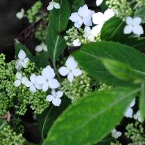 Hydrangea serrata 'White Dwarf' 2