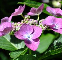 HydrangeaAnnekeSterkenVN2