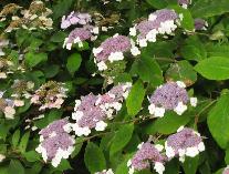 Hydrangeaasperamacrophyllabloeivn