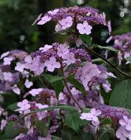 HydrangeaasperasspVillosa