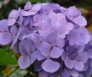 hydrangeaholehirdpurple