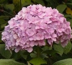 hydrangeainwolkborderjansterken