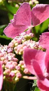 HYdrangeamacrAnnekesterken