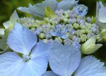 hydrangeamacrbluedeckle