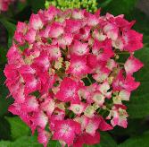 HydrangeamacrophyllaLeuchtfeuerjongebloemCloseupvnntuinvanDirkStaels