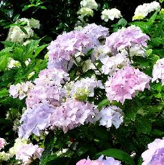 HydrangeamacrophyllaAlaskabloeijulivnn