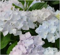 HydrangeamacrophyllaAlaskaVN