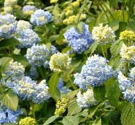 HydrangeamacrophyllaGeneralvicomtessedeVibrayvn