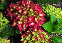 HydrangeamacrophyllaRoyalReddieprodebloemen