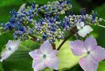 HydrangeamacrophyllaLilacinacloseupbloemvnn