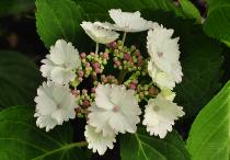 HydrangeamacrophyllaKoriacloseupvnn