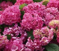 HydrangeamacrophyllaGlowingEmbers