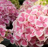 Hydrangea macrophylla 'Harlequin'