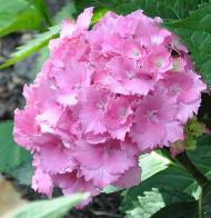 Hydrangea macrophylla 'Hamburg' 5juli 2011