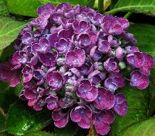 HydrangeamacrophyllaHopcornhovariareeks