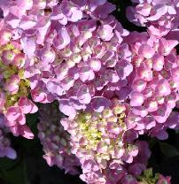 HydrangeamacrophyllaJelenajuli