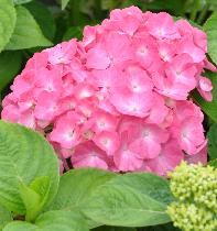 HydrangeamacrophyllaKingGeorges