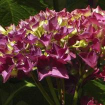 HydrangeamacrophyllaLeuchtfeuer