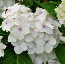 Hydrangea macrophylla 'Mme E. Mouillère' 15 juli - zweefvlieg VN