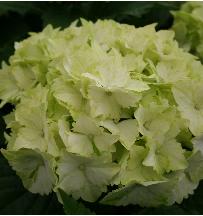 HydrangeamacrophyllaMagicalJadejpg9