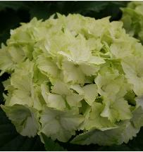 HydrangeamacrophyllaMagicalJadejpg9