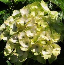 HydrangeamacrophyllaMagicalNoblessebloemcloseup