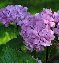 HydrangeamacrophyllaNigrabloemenvnnn