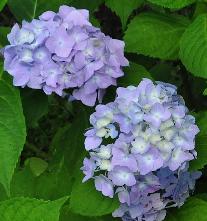 HydrangeamacrophyllaOTAKSAbolhortensiavn