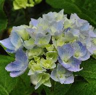 HydrangeamacrophyllaAnkongjuni