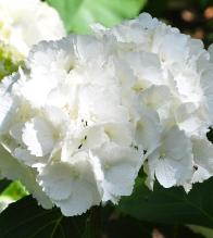 HydrangeamacrophyllaSnowball