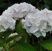 Hydrangea_macrophylla_'Soeur_Thérèse'_bloei_juli-vnnn