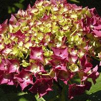 Hydrangea macrophylla 'Schöne Bautznerin' close up 4