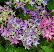 HydrangeamacrophyllaTovelitborderJanSterkenvn