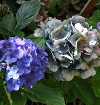 HydrangeamacrophyllaUrsullabloeiseptember