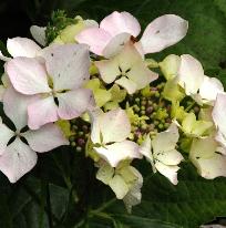 Hydrangea macrophylla 'Beauté Vendomoise'vn