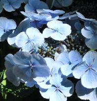 Hydrangea macrophylla 'Blauling' Teller - Wädenswil 1984