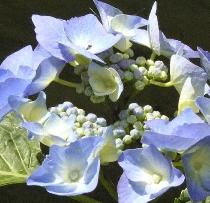 HydrangeamacrophyllaBlaumeisesynBlueTitcloseup