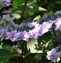 Hydrangea macrophylla 'Cassiopée' - syn. Tambour Major 2- Corine Mallet 1993.jpg