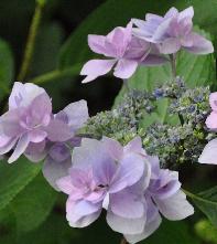 HydrangeamacrophyllaHanabiBlueVNN