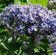 HydrangeamacrophyllaAyeshabeginseptembernice