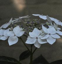 HydrangeamacrophyllaLanarthWhiteCloseupVNN