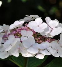 HYDRANGEAMACROPHYLLALIBELLEendofaugust