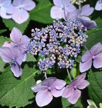 HydrangeamacrophyllaMariesiiPerfectacloseupaug