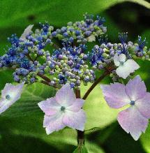 HydrangeamacrophyllaLilacinacloseupbloemvnn