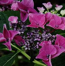 HydrangeamacrophyllaPapagei