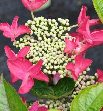 HydrangeamacrophyllaRotschwanz