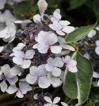 HydrangeamacrophyllaTricolorclosu