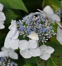 HydrangeamacrophyllaVeitchii2